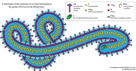 Infectious Characteristics of Ebola Virus