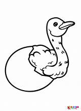 Happy Ostrich Coloring Page  Free Printable Pages sketch template