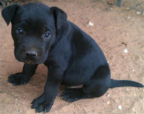 Black Pitbull Puppies | Pitbull Puppies