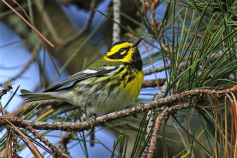 Townsend's Warbler - FeederWatch