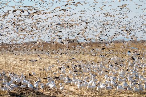 Snow Goose Migration Photograph by Judi Dressler - Pixels