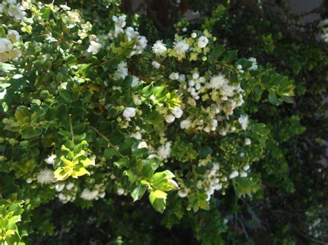 Forum: Luma apiculata, (Chilean Myrtle)