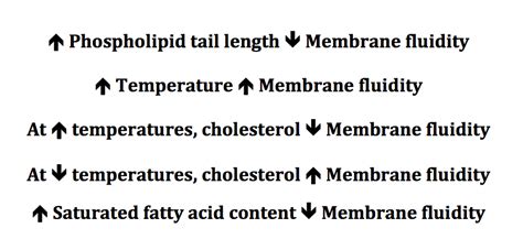 What is the phospholipid bilayer and what determines its fluidity?