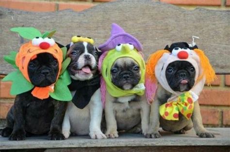 Frenchie and Pug Halloween... Trick or Treat! French Bulldog Puppies, Dogs And Puppies, French ...