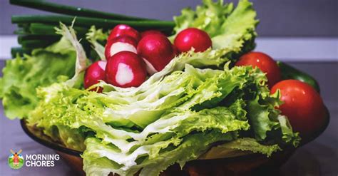 4 Simple Tips on Harvesting and Storing Your Lettuce Harvest This Fall