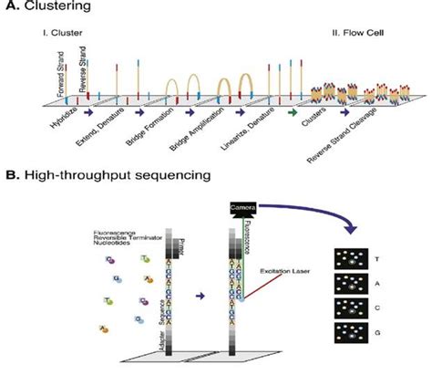 Illumina Sequencing Technology