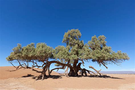 Desert Tree Stock Photos, Pictures & Royalty-Free Images - iStock