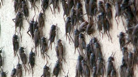 Swarming crickets invade parts of Oklahoma - TODAY.com