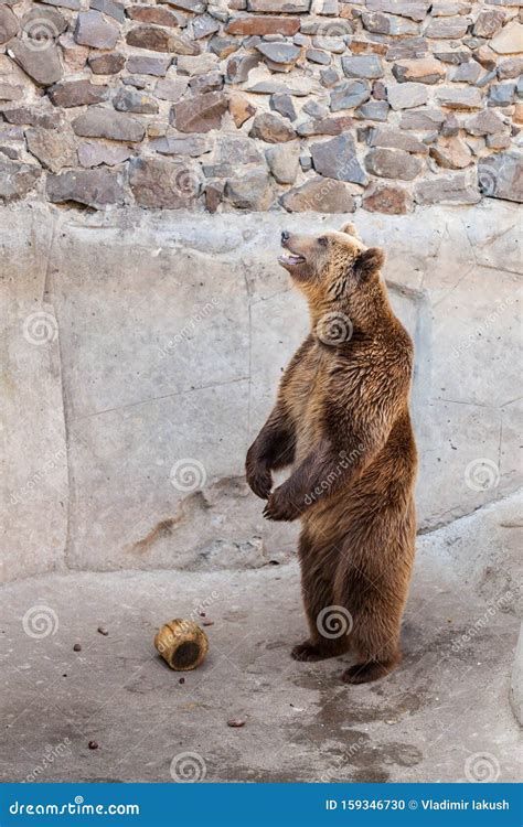 Brown bear at the zoo stock photo. Image of bear, natural - 159346730