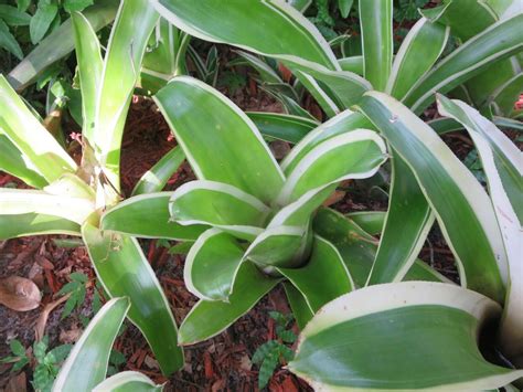 Billbergia pyramidalis 'Kyoto' Variegated Bromeliad 2 Pups | eBay