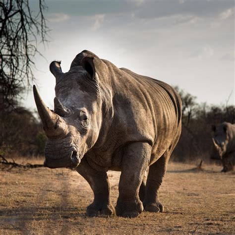 Black Rhinoceros Wallpapers - Wallpaper Cave