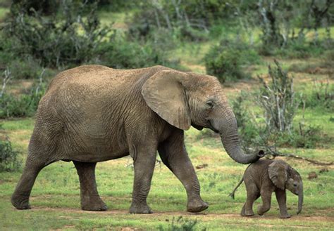 Lalibela Game Reserve Accommodation