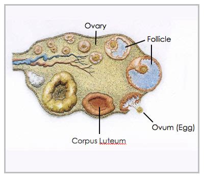 Luteal Phase Defect | Female Infertility Treatment in Delhi