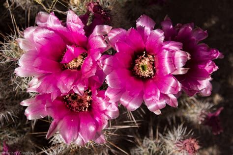 Arizona Cactus Flowers Pictures - All New Wallpaper