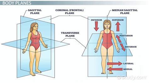 Anatomical Terminology | Body Planes, Positions & Sections - Video ...