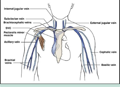 Anatomy Of Upper Extremity Veins