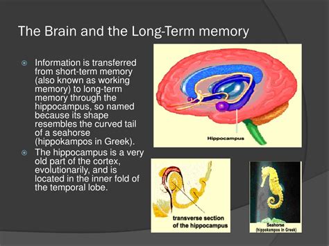 PPT - Short - term and long - term memory PowerPoint Presentation, free ...