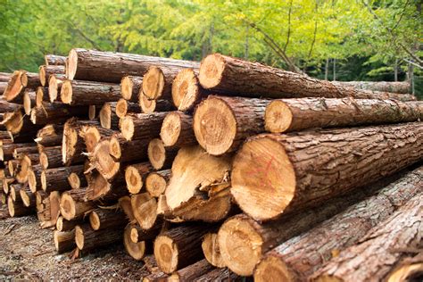 Lumber Makes New Record Highs (NASDAQ:WOOD) | Seeking Alpha