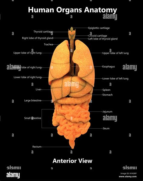 Anatomy Set Anatomy Infographics Human Internal Organs