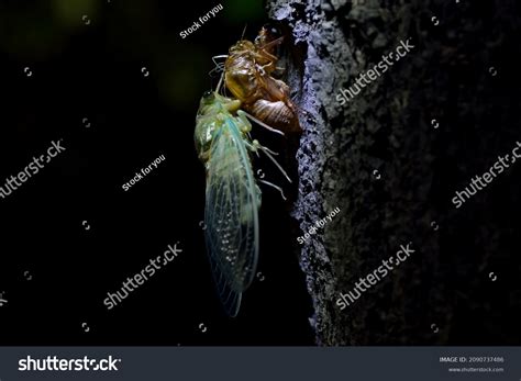 Night Closeup Cicada Shedding Skin On Stock Photo 2090737486 | Shutterstock