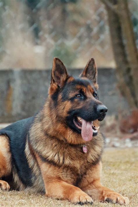 Secretos Del Perro Pastor Alemán: Cuidados y Adiestramiento Curso Completo Del Perro Pastor ...