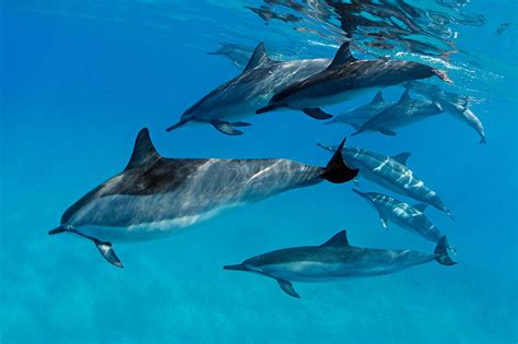 Playful Pod Of Dolphins Photograph by David Olsen