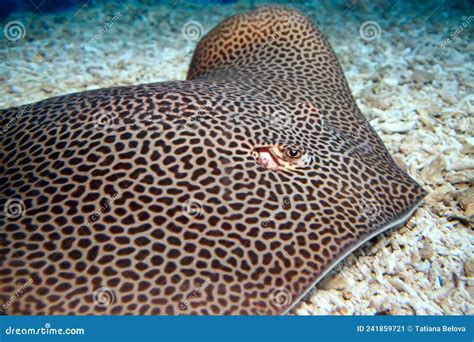 Leopard Whipray Himantura Leoparda. Close Up Stock Image - Image of ...