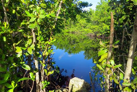 The Folklore of the Mayan Jungle