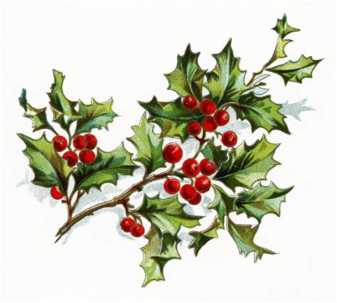 Free Vintage Image Holly and Berries | Old Design Shop Blog | Christmas flowers, Christmas art ...