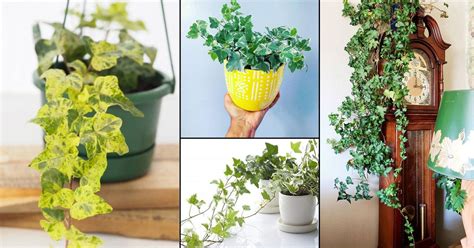 26 Types of Ivy Houseplants | Best English Ivy Varieties