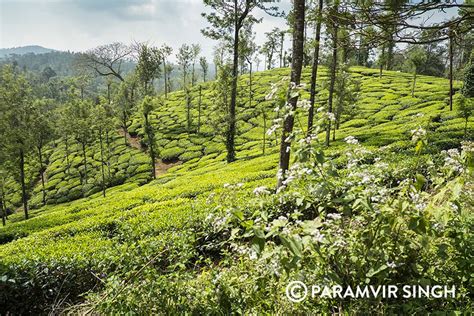 Coonoor tea gardens, India Tea Gardens, Outdoor Gardens, Farmland, Vineyard, India, Mountains ...