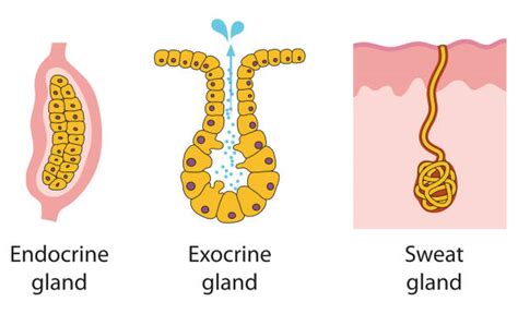 850+ Exocrine Gland Stock Illustrations, Royalty-Free Vector Graphics ...