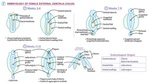 Reproductive System: Development of the Vulva | ditki medical & biological sciences