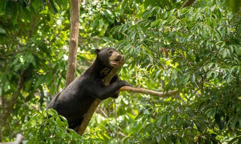 5 of Borneo's best-kept wildlife secrets | Wanderlust