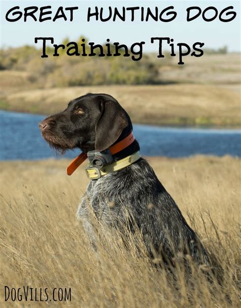 Great Hunting Dog Training Tips - Dog Vills