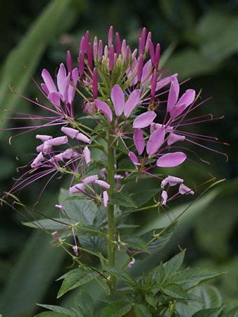 Spiderflower | Indoor Plant, Easy Care, Perennial | Britannica