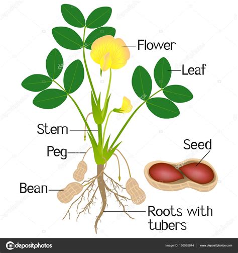 Peanut Anatomy Internal