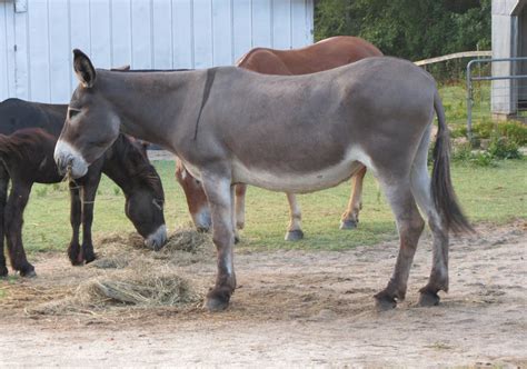 St.Clair Red Mule Farm -Mule & Donkey Adventures: Welcome Twila Merrill