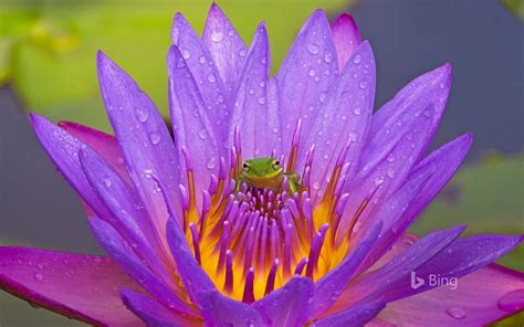 Green tree frog and water lily, Lake Kissimmee, Florida - Bing ...