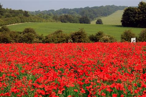 red poppy fields in France | Flanders field, Poppy flower seeds, Poppy field