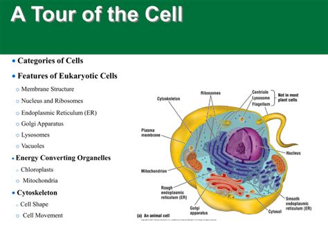 A Tour of the Cell Categories of Cells Features of Eukaryotic Cells