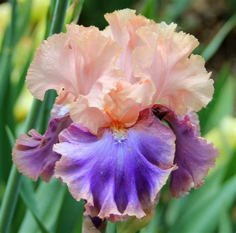 TALL BEARDED IRIS BLOOMS IN MY GARDEN - 2014 - Sowing the Seeds