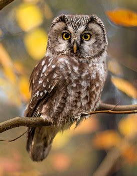 Boreal Owl - Photos, facts, and identification tips