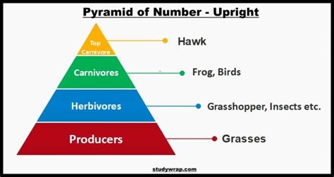 Ecological Pyramids of Number, Biomass and Energy - Study Wrap