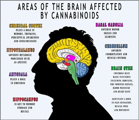 What Do We Know About Marijuana Effects on the Brain?