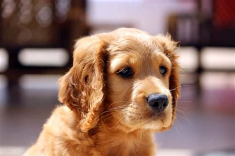 Golden Cocker Retriever: Is the “Forever Puppy” Actually Real? - K9 Web