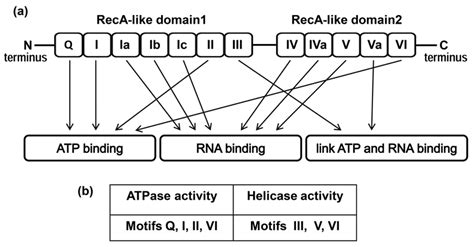 (a) Domain structure of the DDX3 helicase. (b) Motifs of RecA-like... | Download Scientific Diagram