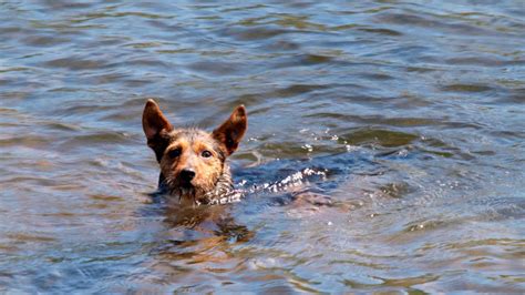 Michigan state park dog-friendly beaches: Where your pet can take a ...