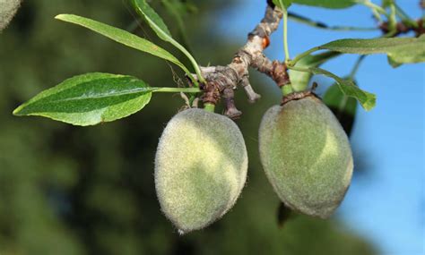 Almonds, pollination and harvesting | Bee Informed Partnership