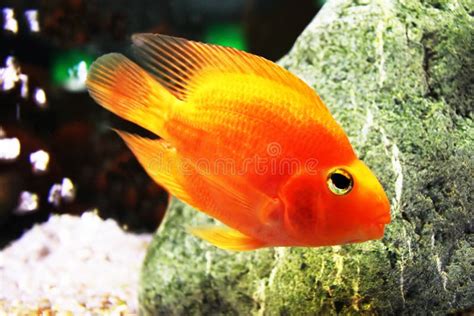 Golden Fish In Aquarium Royalty Free Stock Photography - Image: 23468687